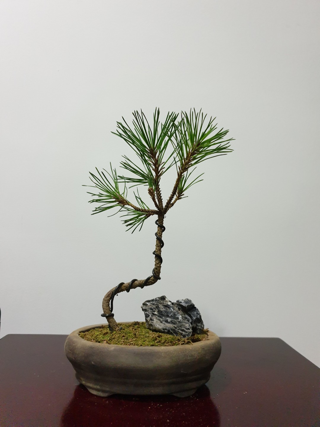 Mini Black Pine Bonsai (CM1), Gardening, Plants on Carousell