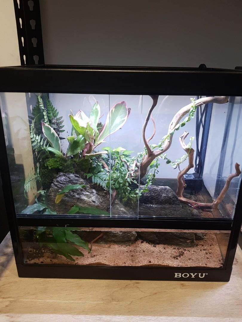 Fish Tank Bioactive Reptarium Pet Supplies For Fish Fish Tanks On Carousell This may include reptiles and amphibians like dart frogs, tree frogs. fish tank bioactive reptarium