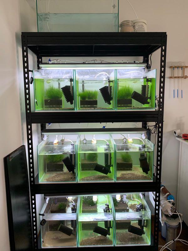 Shrimp set up, Pet Supplies, Homes & Other Pet