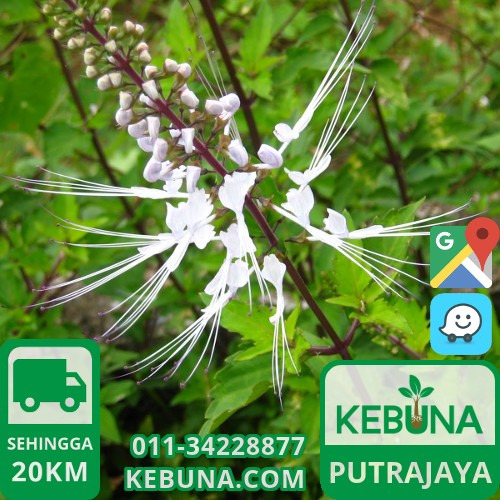 Anak Pokok Misai Kucing Putrajaya Java Tea Plant, Home kedai kucing