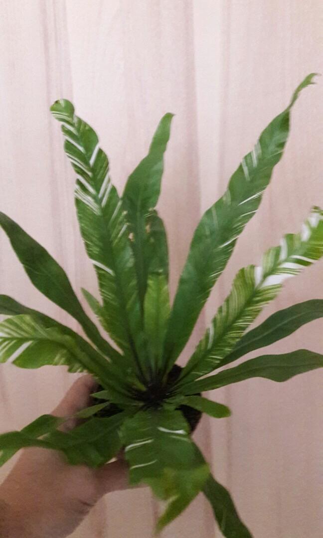 Bird Nest Fern Variegated (Asplenium Nidus Variegated), Furniture