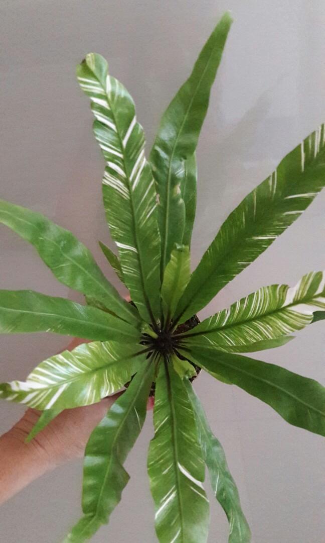 Bird Nest Fern Variegated (Asplenium Nidus Variegated), Furniture