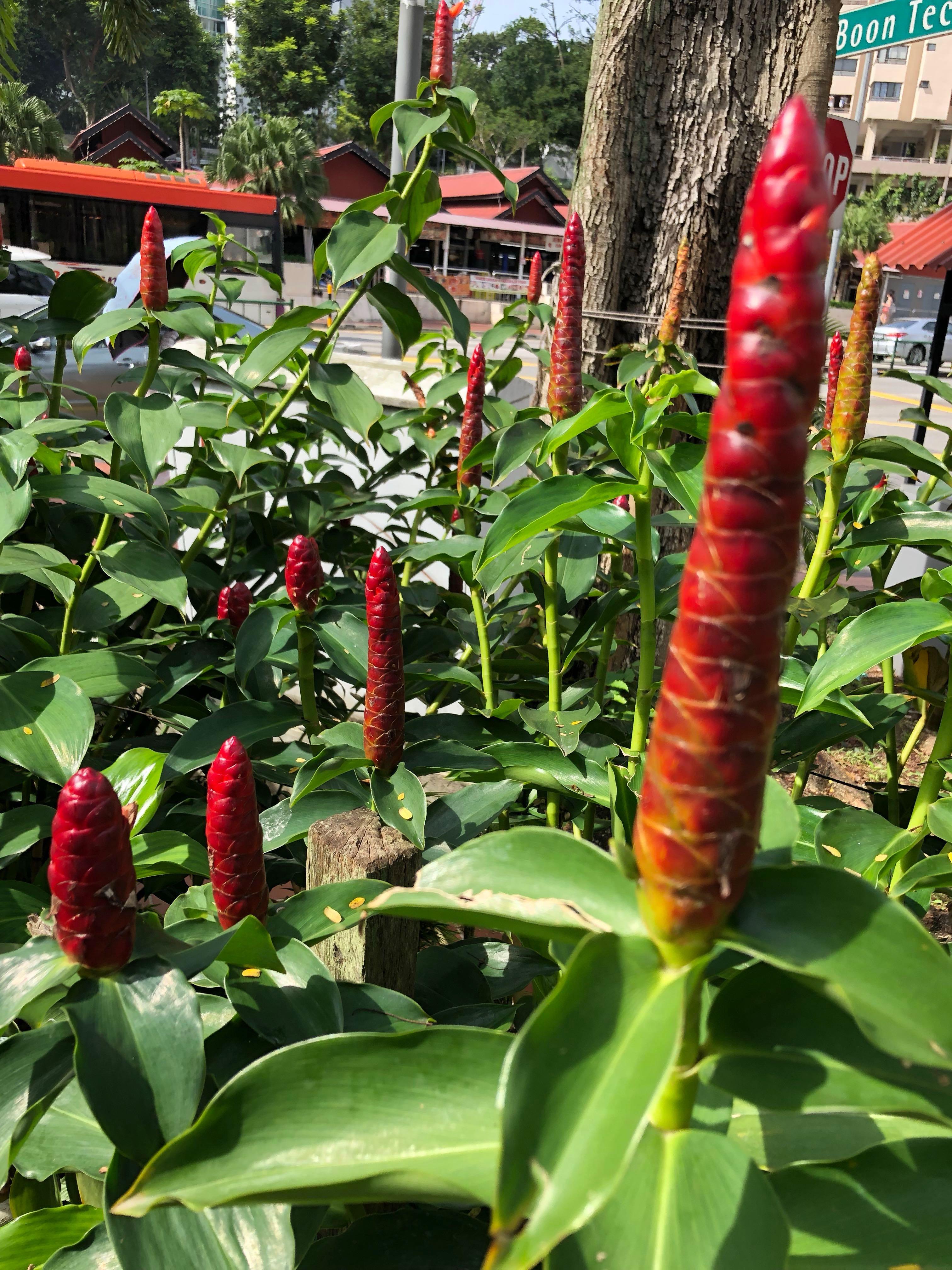 Red Ginger Plant Gardening Plants On Carousell