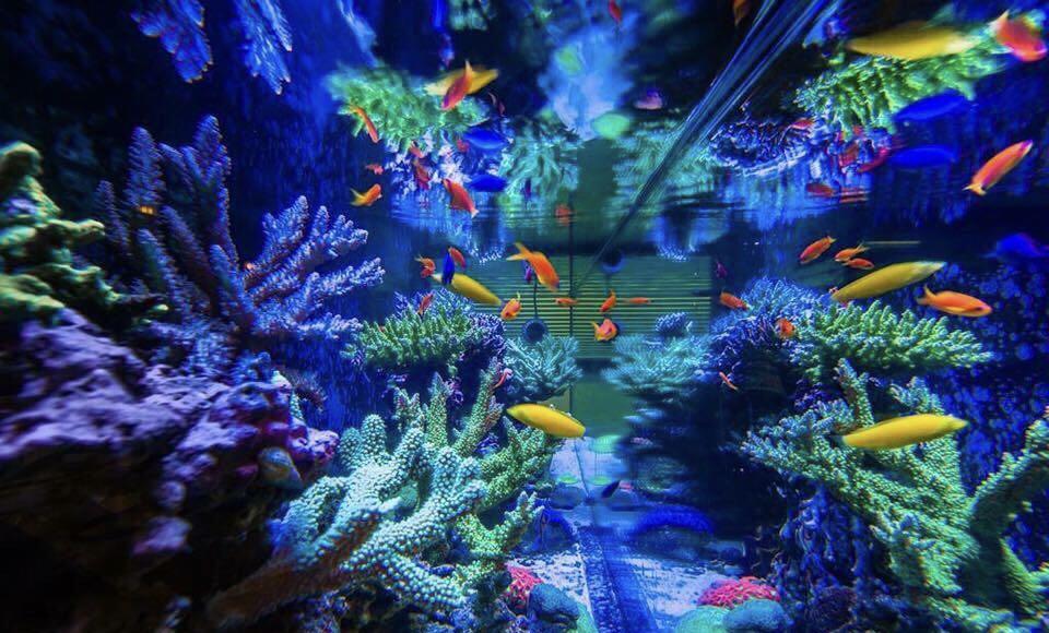 SALTWATER AQUARIUM (Category: Pots & Planters) located in Paranaque City. Submitted by aqrmphlppns (Listing ID 234713231, Image 3). Description: Aquariums Liveseafood Freshwater Saltwater Fish Tanks We Design, Build, Set Up Aquariums Customized and Made to Order Complete System For Home, Office, Hotel, Restaurants, Casino, Resorts, Kitchens and more We can also Build a Seafood Restaurant for you, Complete System! CALL US 0.9.0.5.2.5.1.5.1.1.4 or 