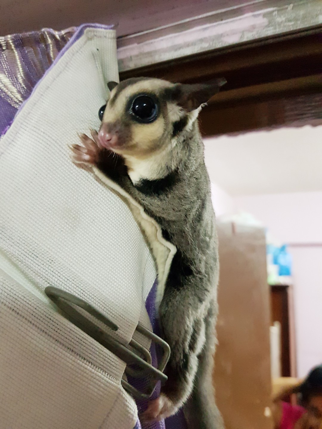2 hotsell sugar gliders