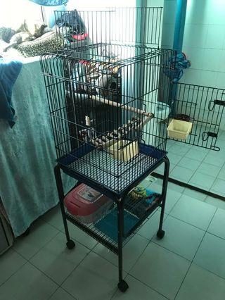 Birds Cage