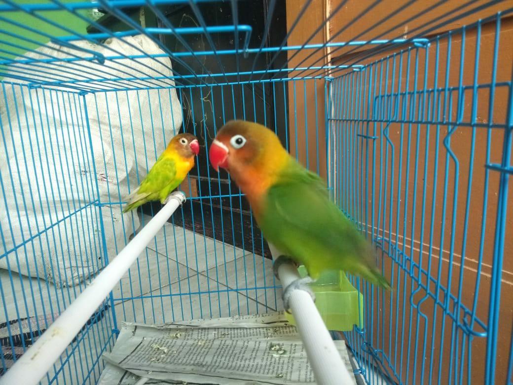 Burung Lovebird Pet Supplies Accessories On Carousell
