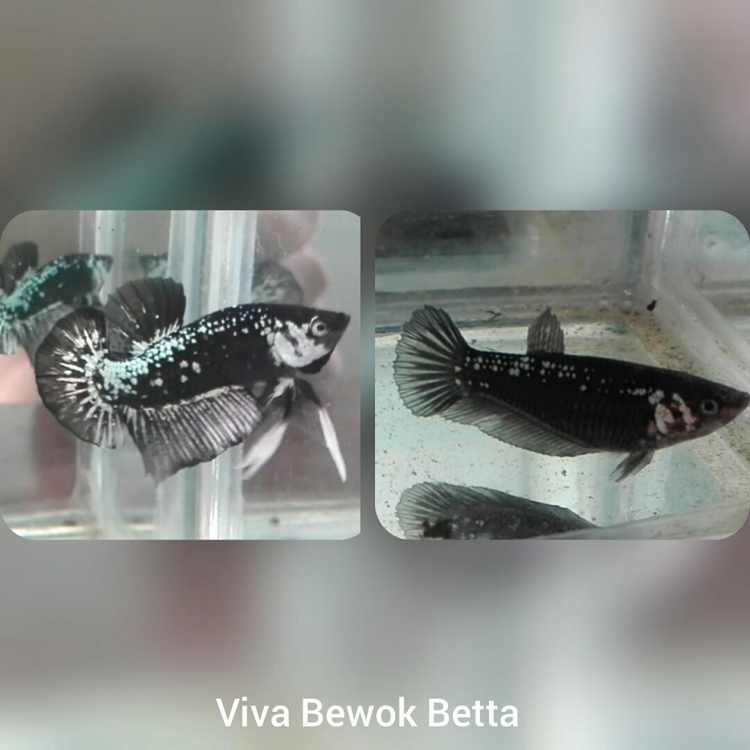 Ikan Cupang Hias Black Mamba Perlengkapan Hewan Aksesoris Hewan Di Carousell