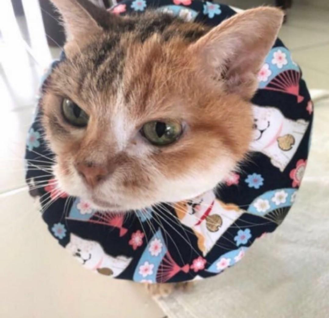 Instocks premium soft comfortable cushion cone ecollar for serialize