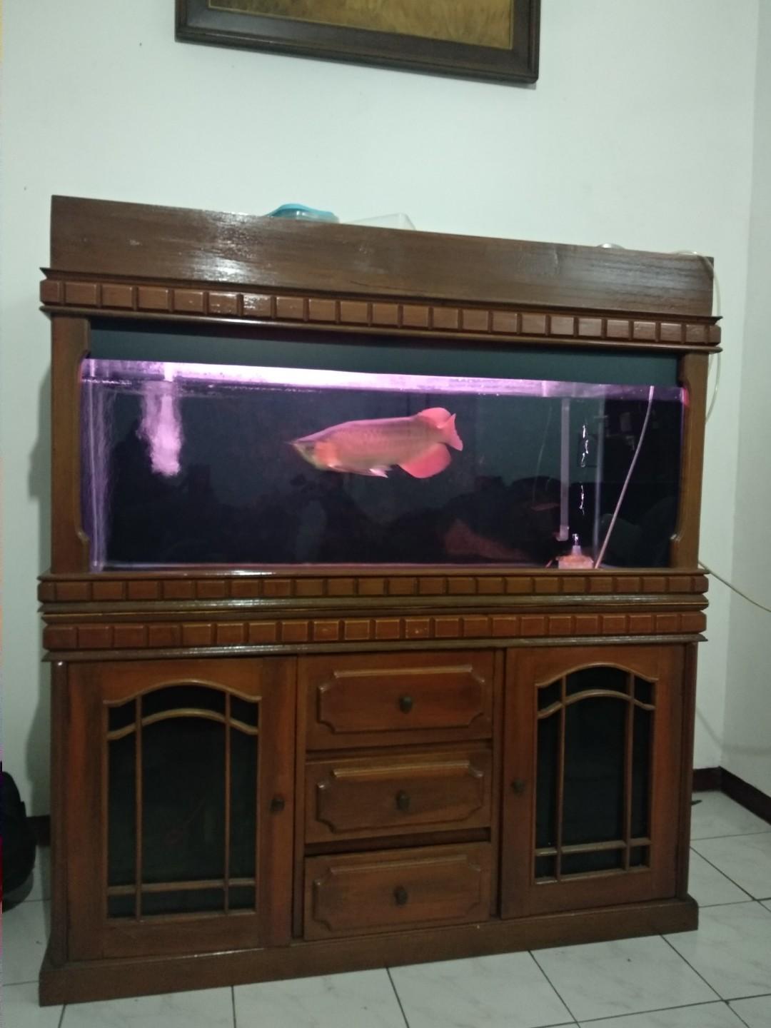 Lemari Dan Ikan Arwana Super Red Sumo Bersertifikat Home