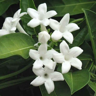 Madagascar Jasmine Fragrant Climbing Vine Stephanotis Floribunda Gardening Plants On Carousell