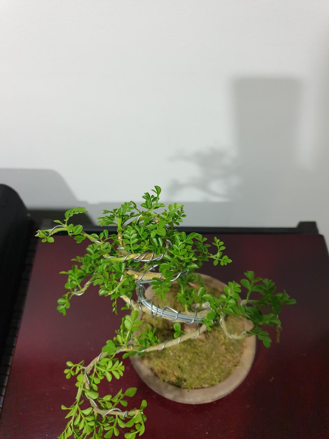 Mini Wood Apple Bonsai Plant, Gardening, Plants on Carousell Mini Wood Apple Bonsai Plant, Gardening, Plants on Carousell
