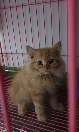 Kucing Persia