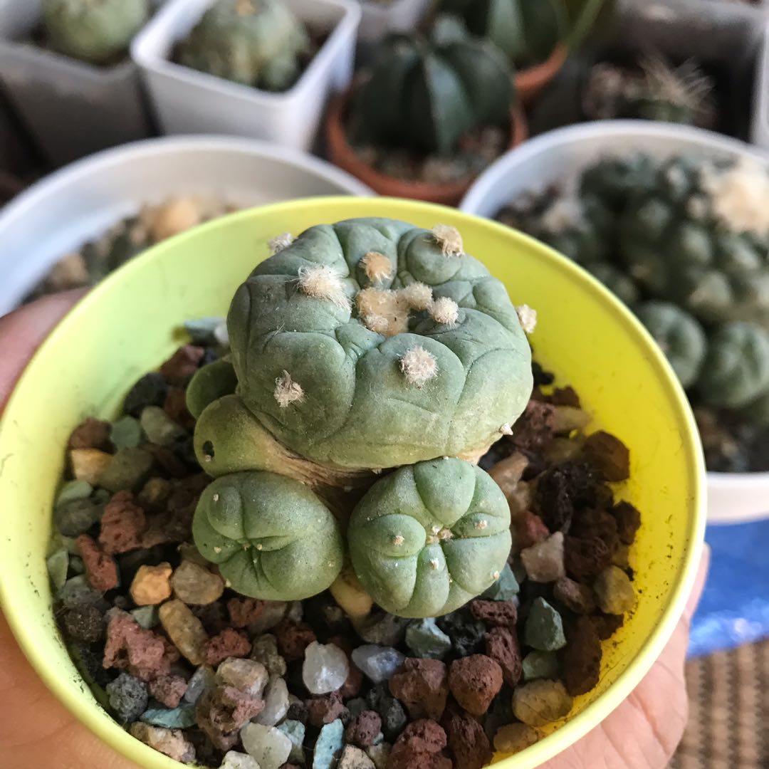 Lophophora Fricii, Furniture & Home Living, Gardening, Plants & Seeds
