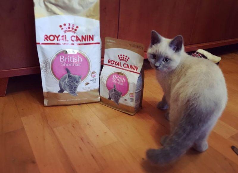 Instock Royal Canin British Shorthair Kitten Dry Wet Food Set Pet Supplies For Cats Cat Food On Carousell