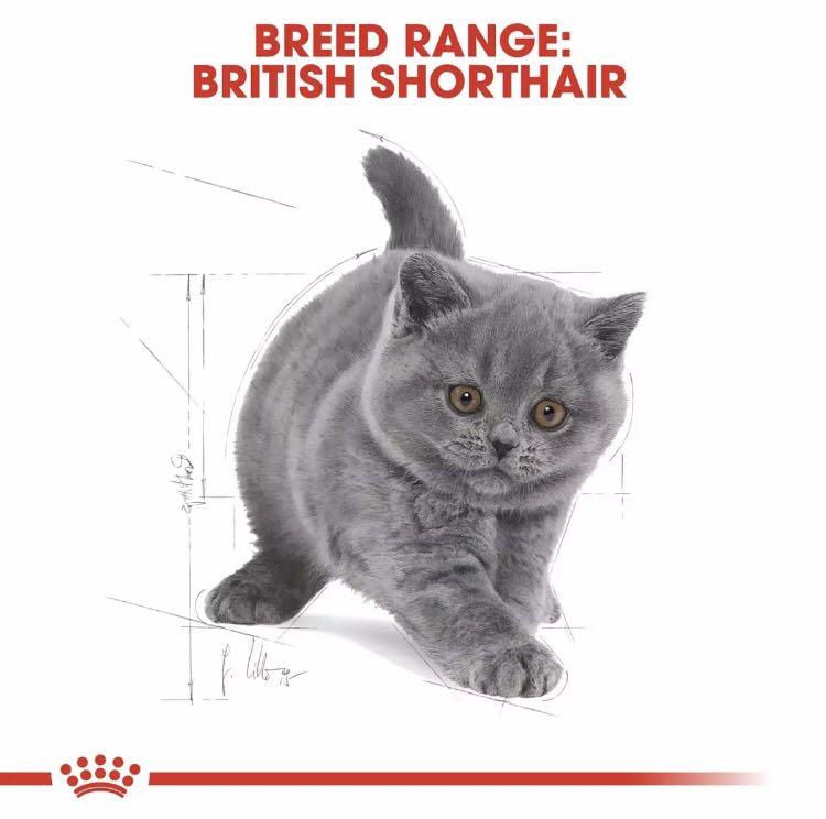 Instock Royal Canin British Shorthair Kitten Dry Wet Food Set