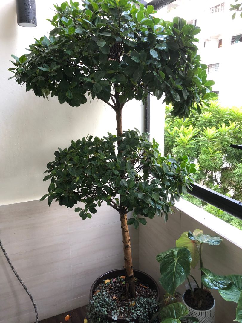 Ficus Bonsai Tree 2 Tiers 2 3m Tall Furniture Home Living Home Decor Artificial Plants Flowers On Carousell