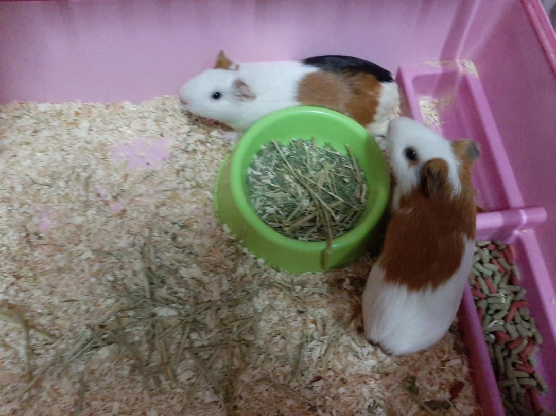Guinea pig Pet Supplies Homes Other Pet Accessories on Carousell