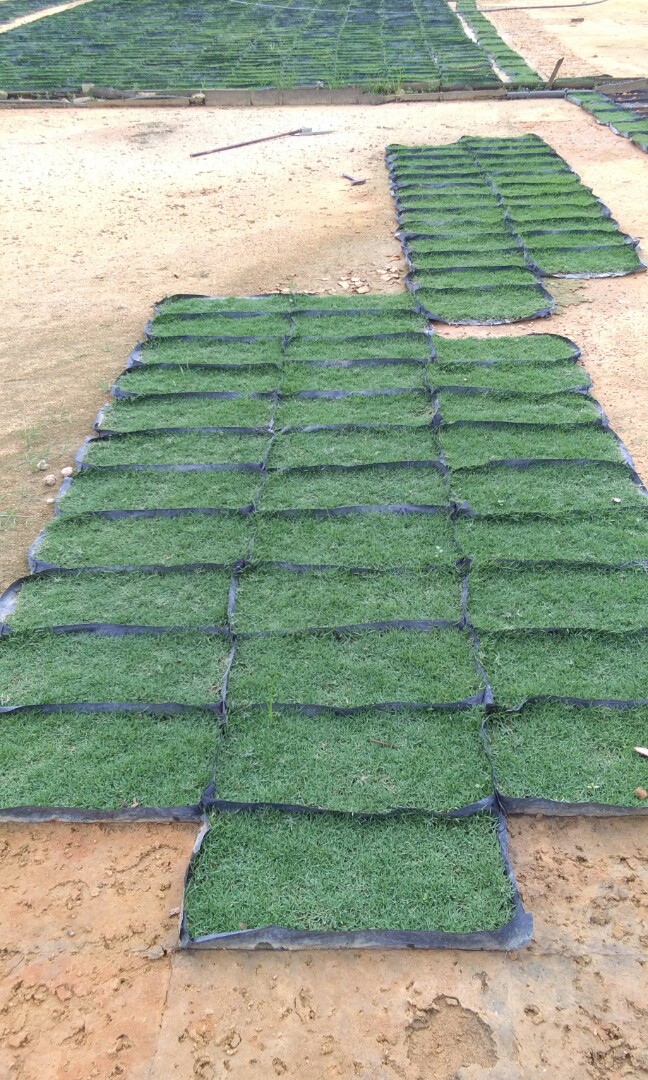 Rumput dan landscape, Furniture & Home Living, Gardening, Grass Mowers ...