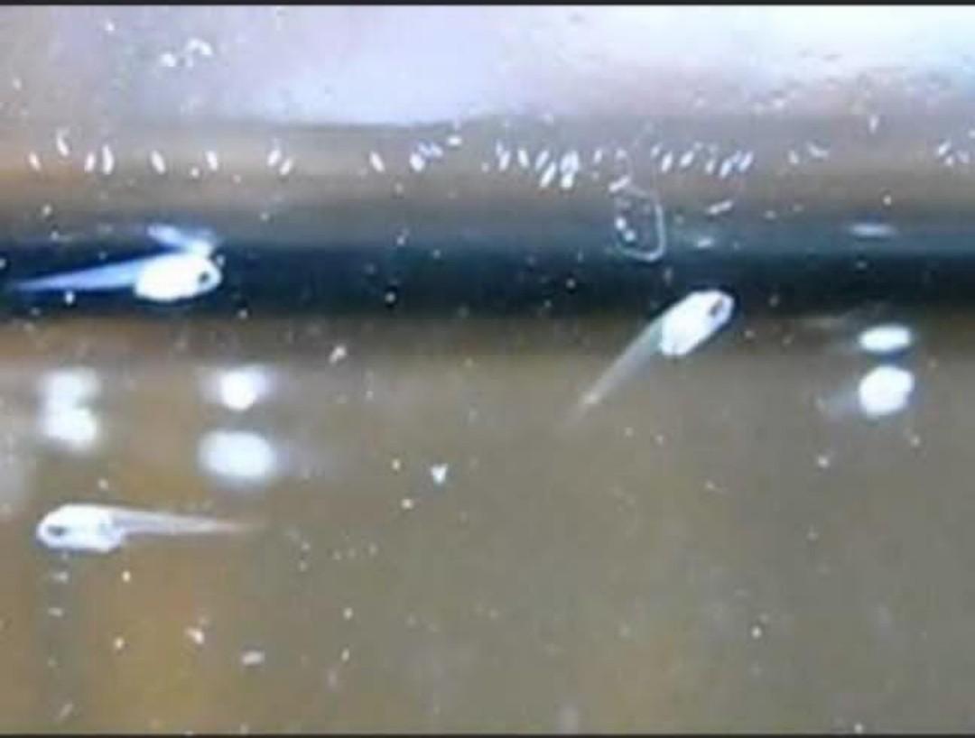 Betta fry food deals