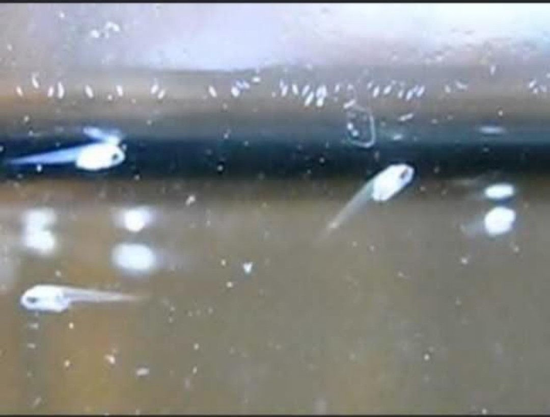 Best food for betta fry best sale