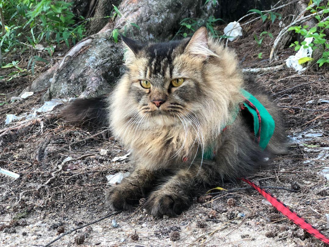 Norwegian Forest Cat Local Breed Everything Else Others On Carousell