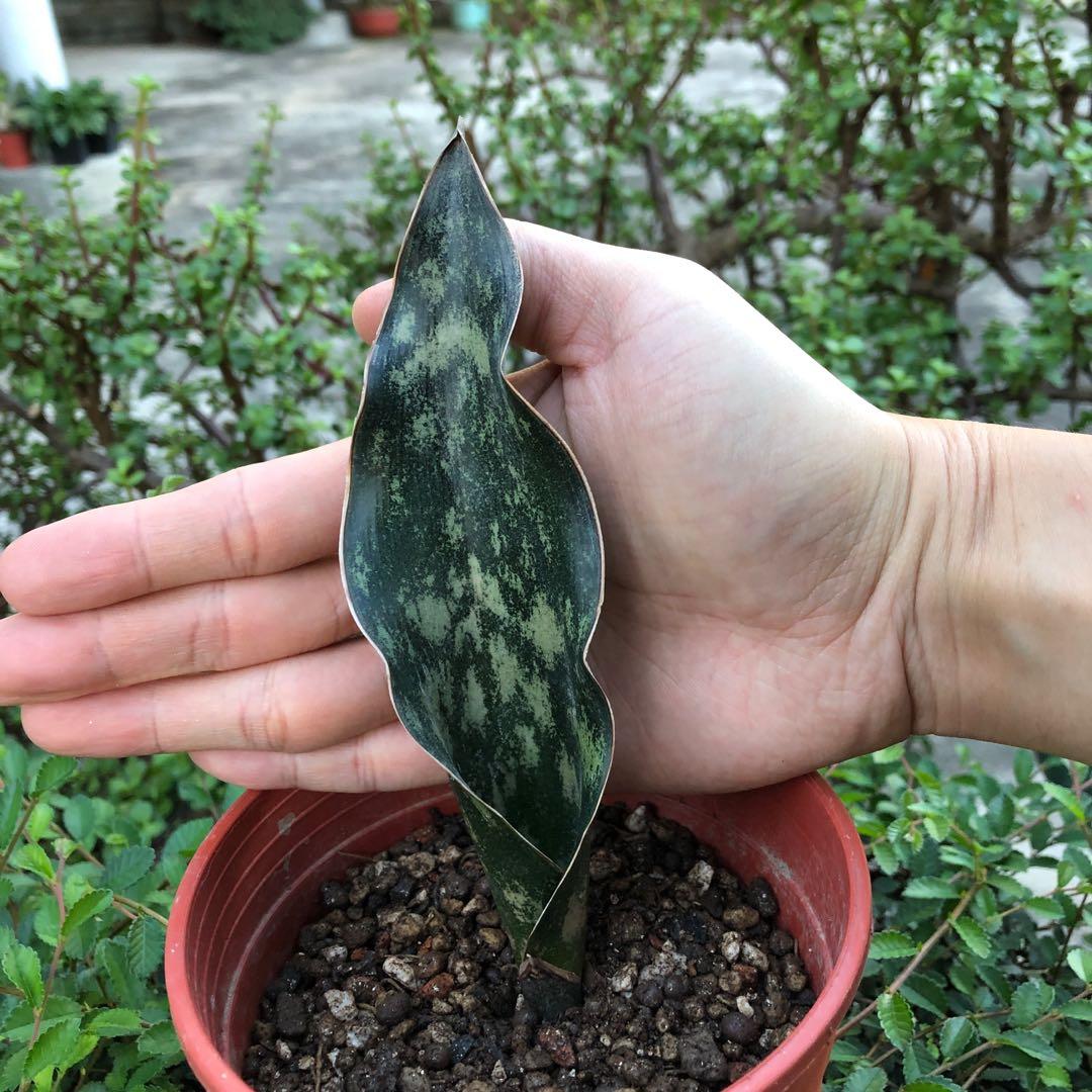 22 售出 nt$300 分享 按赞 台中市立港区艺术中心 taichung city