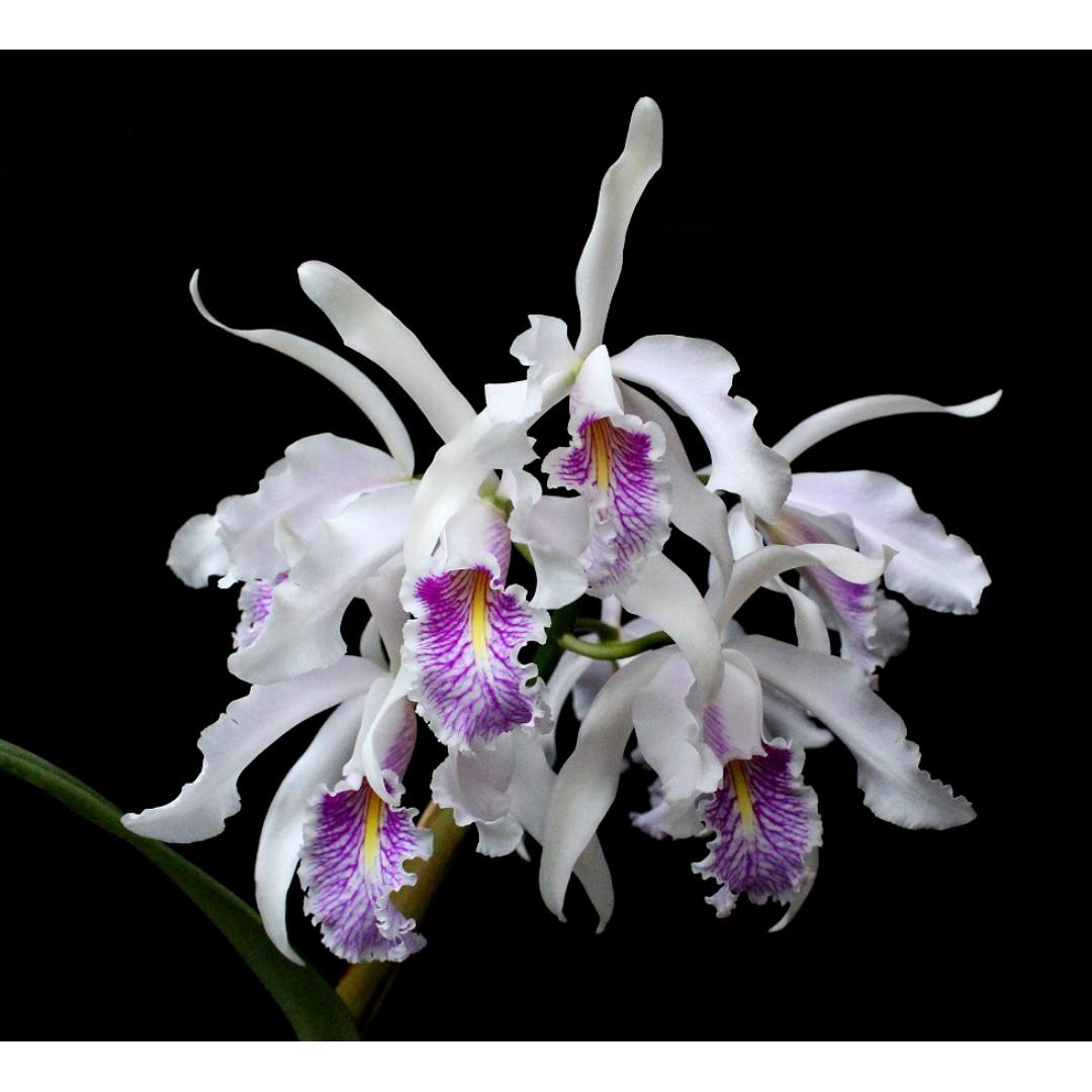 Cattleya maxima var. Semialba Orchid, Furniture & Home Living