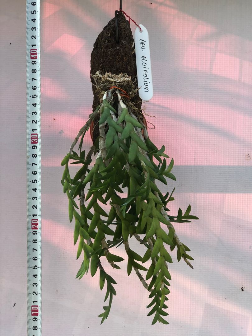 Orchids, Dendrobium aloifolium 1, Furniture & Home Living, Gardening ...