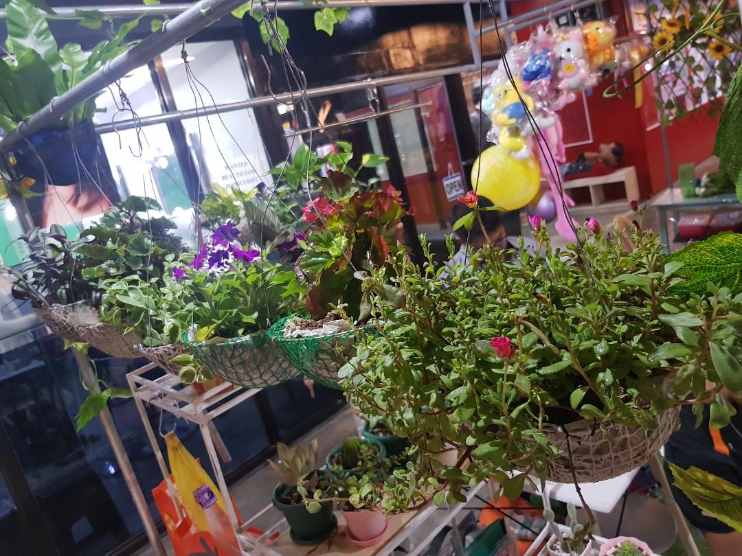 Hanging Plants Live Home Furniture Furniture Fixtures Others On Carousell