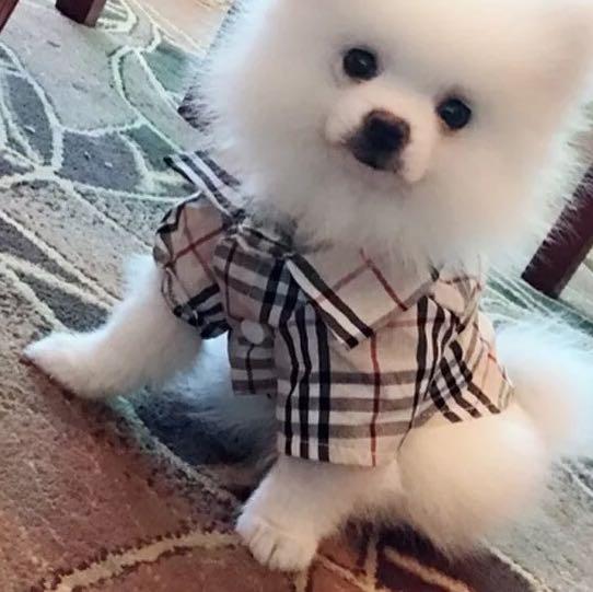 burberry dog outfit