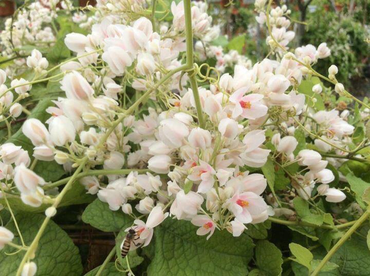 Pokok Air Mata Pengantin Putih Home Furniture Gardening