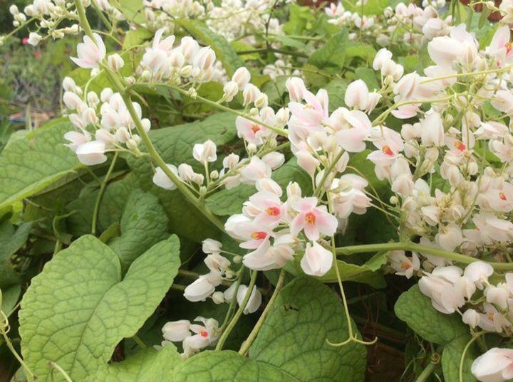 Pokok Air Mata Pengantin Putih Home Furniture Gardening