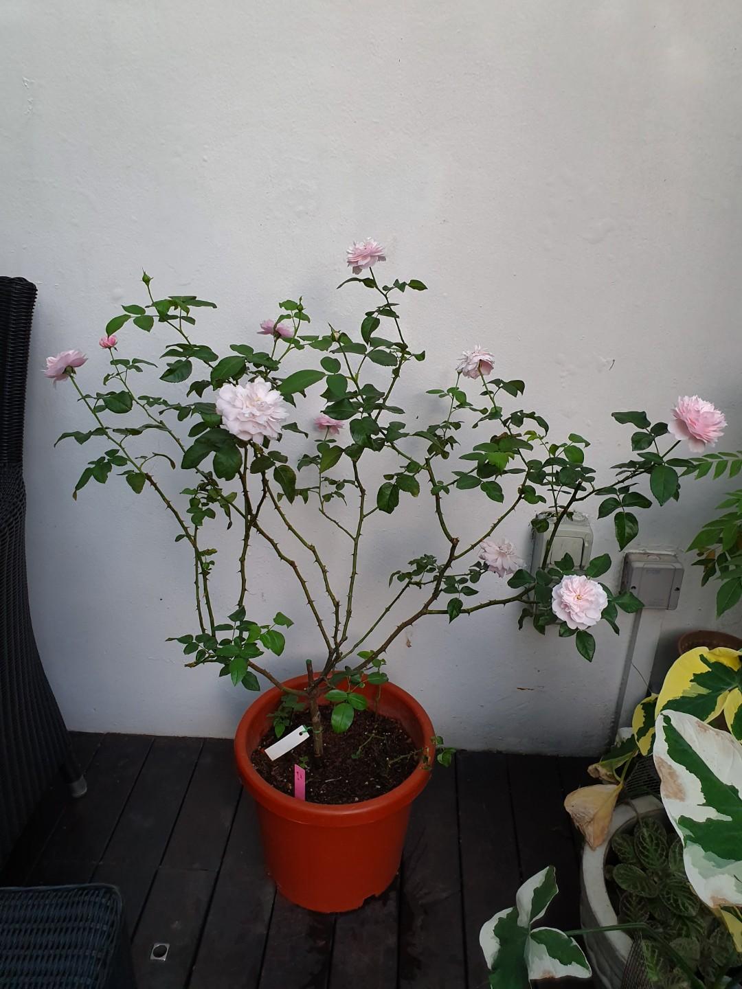 Japanese Rose Plume Gardening Flowers Bouquets On Carousell