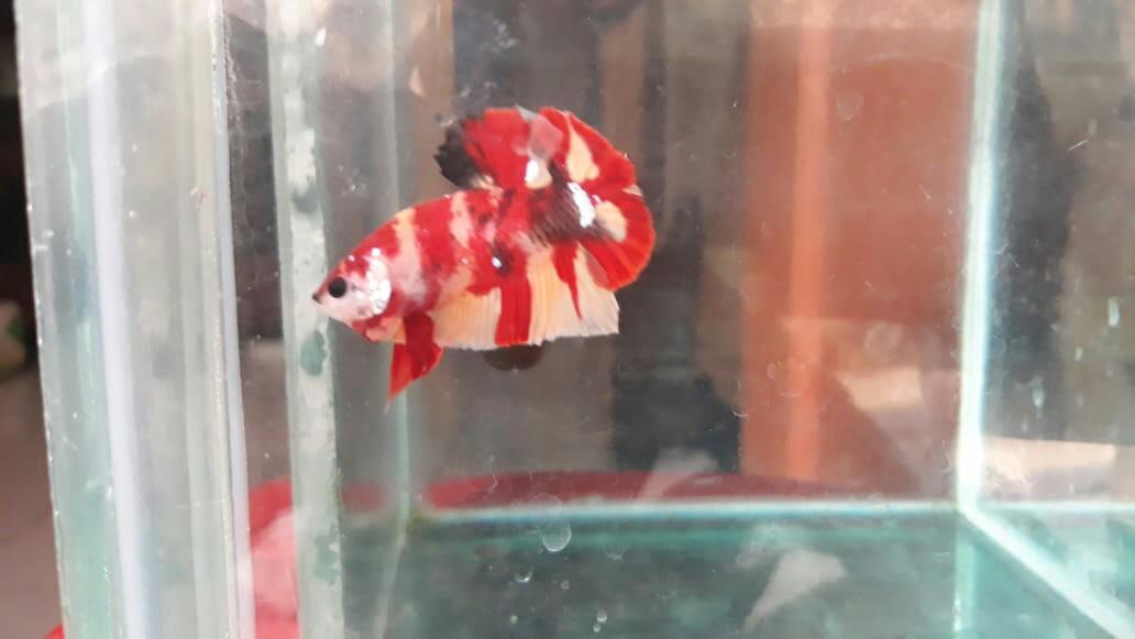 Ikan Cupang Nemo Orange Base Perlengkapan Hewan Aksesoris Hewan Di Carousell