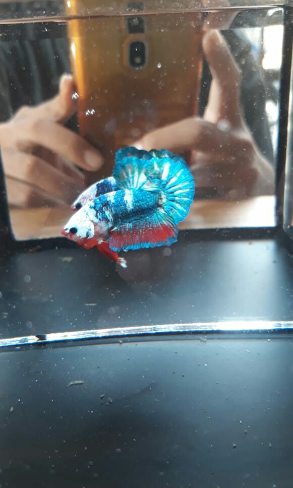 Ikan Cupang Plakat Fancy Line White Scale Perlengkapan Hewan Aksesoris Hewan Di Carousell