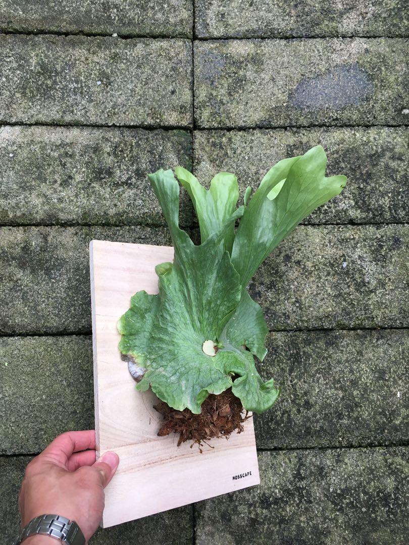 10 Semi Platycerium Wandae - Felce Staghorn Gigante Per Coltivazione - Foto 9