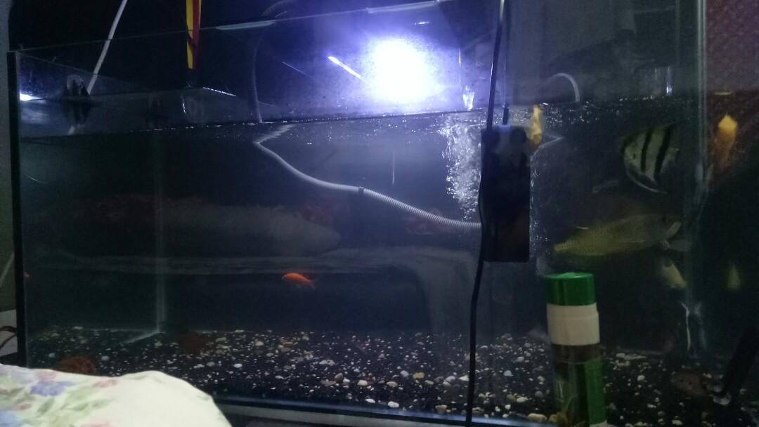 Aquarium Dengan Ikan Arowana On Carousell