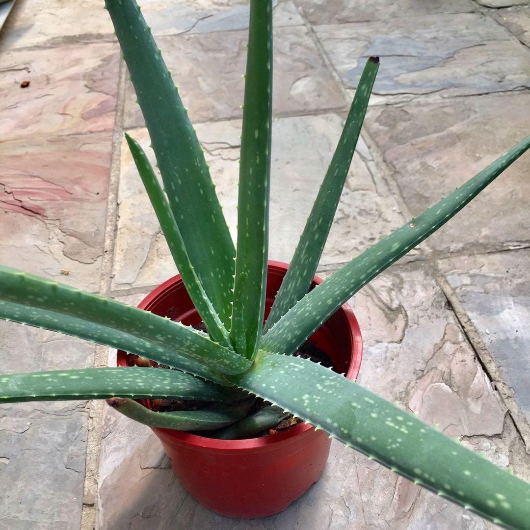 Aloe Vera Plant Gardening Plants On Carousell