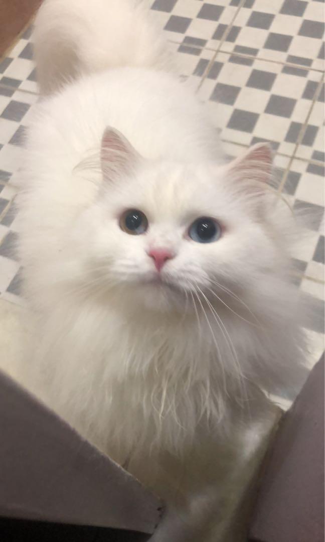 Dijual Kucing Betina Anggora Steril Serba Serbi Others Di Carousell