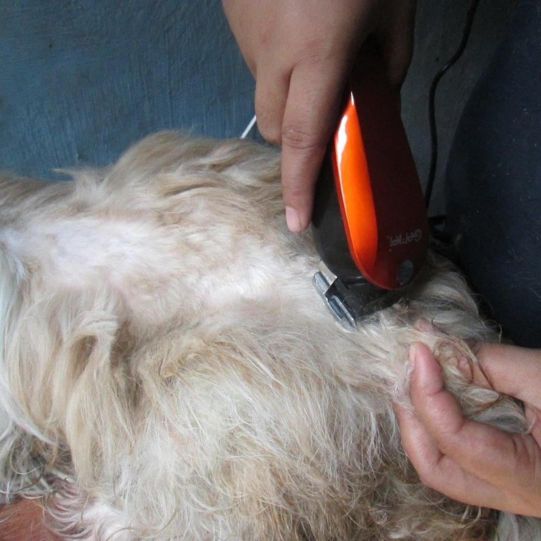 P400 Home Service Dog Grooming Marikina City With Protective Gear, Pet