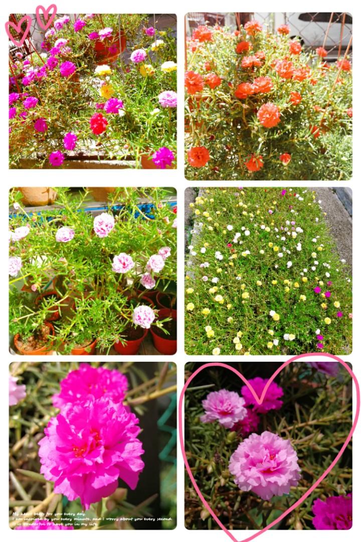 Portulaca Moss Rose Japan Rose Bunga Pukul 10 Mix Color Real Live Plant Come With Pot Home Furniture Gardening On Carousell