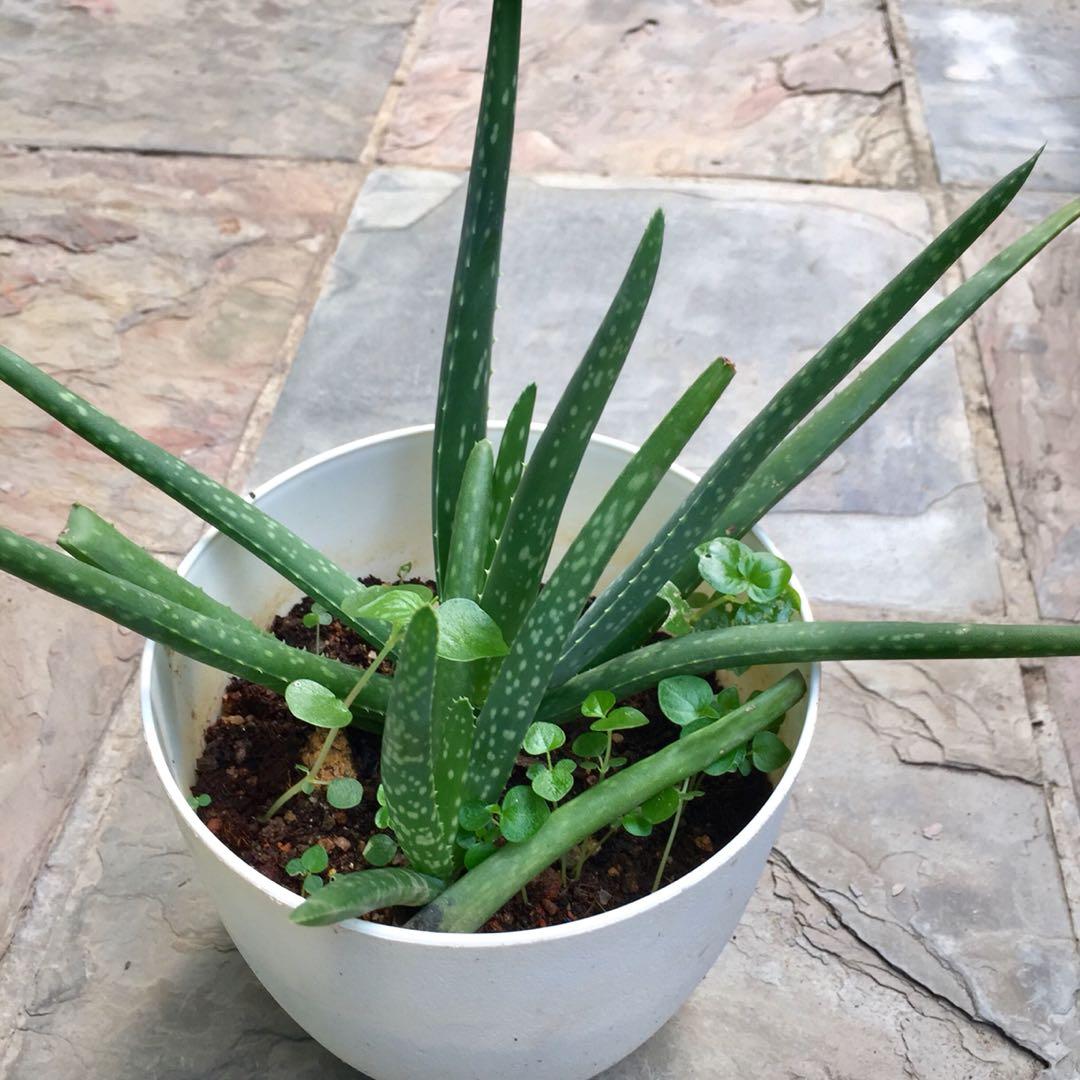 Small Pot Aloe Vera Plant Edible Home Grown Gardening Plants On