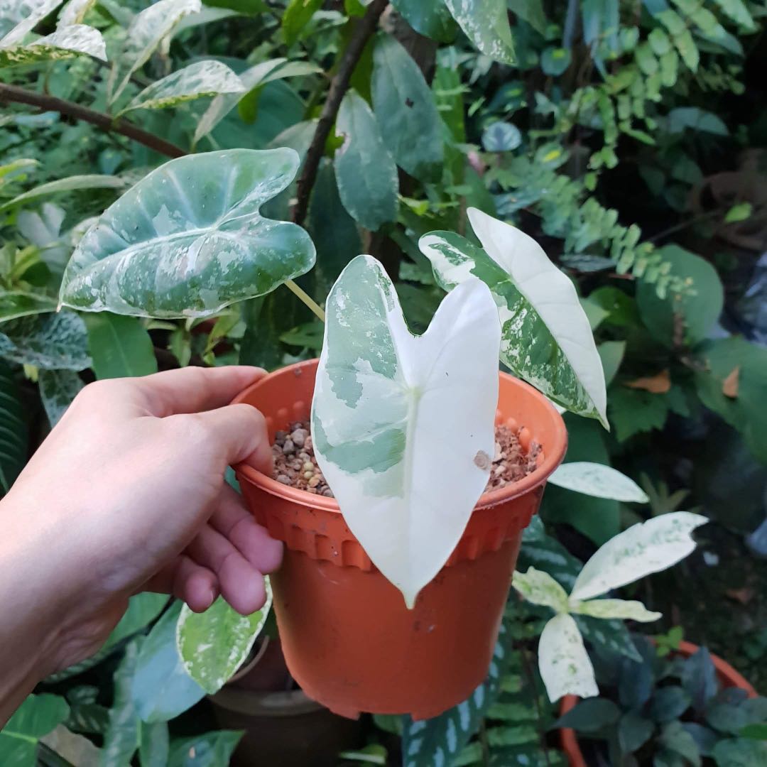 Variegated alocasia frydek, Furniture & Home Living, Gardening, Plants