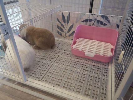 Rabbit Cage Mat Pet Supplies Carousell Singapore