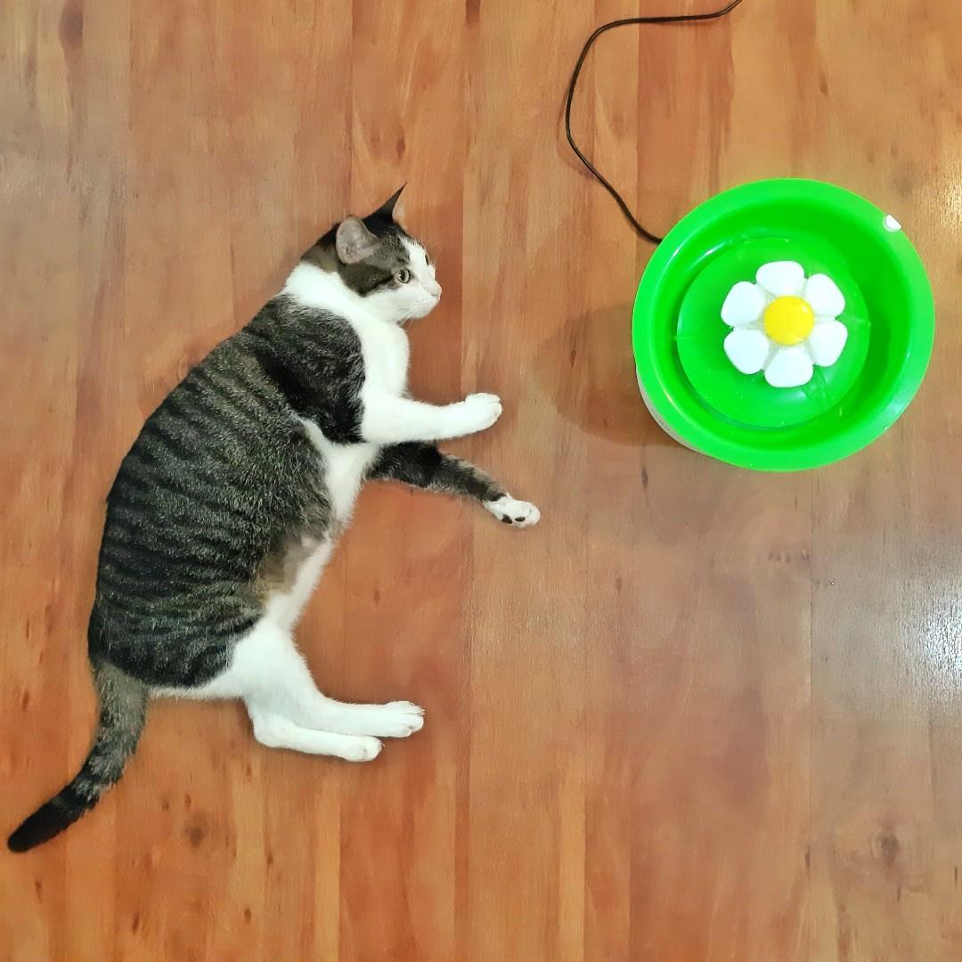 Catit Water Fountain Pets Supplies Pet Accessories On Carousell