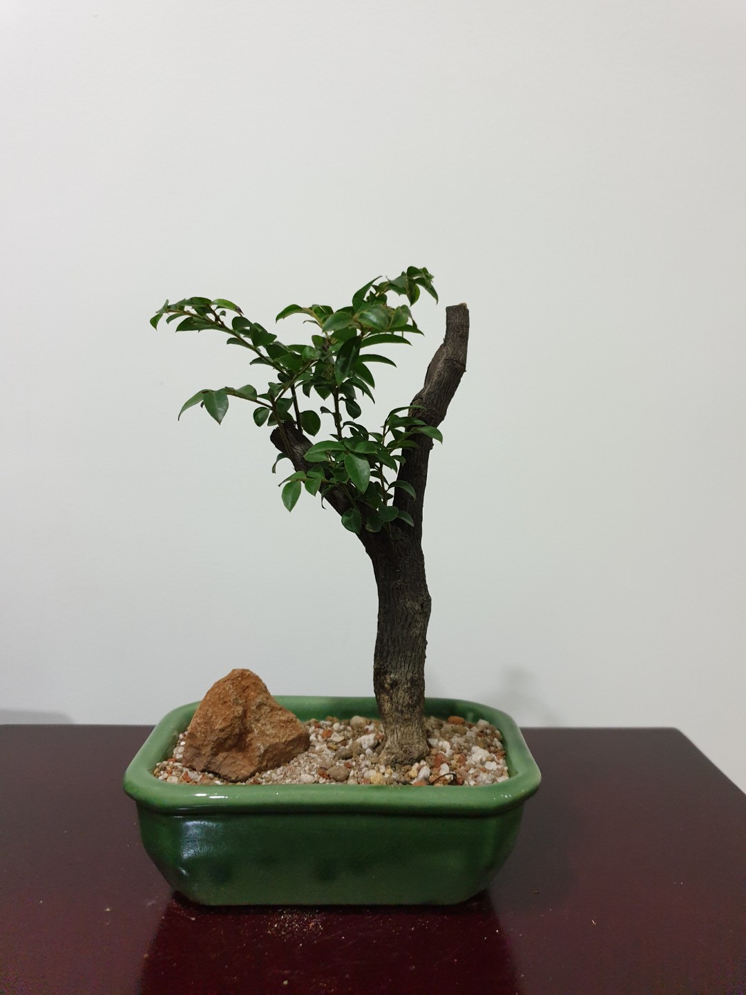 Mini Rosewood Bonsai - 紫檀盆栽 (ND11), Gardening, Plants on Carousell