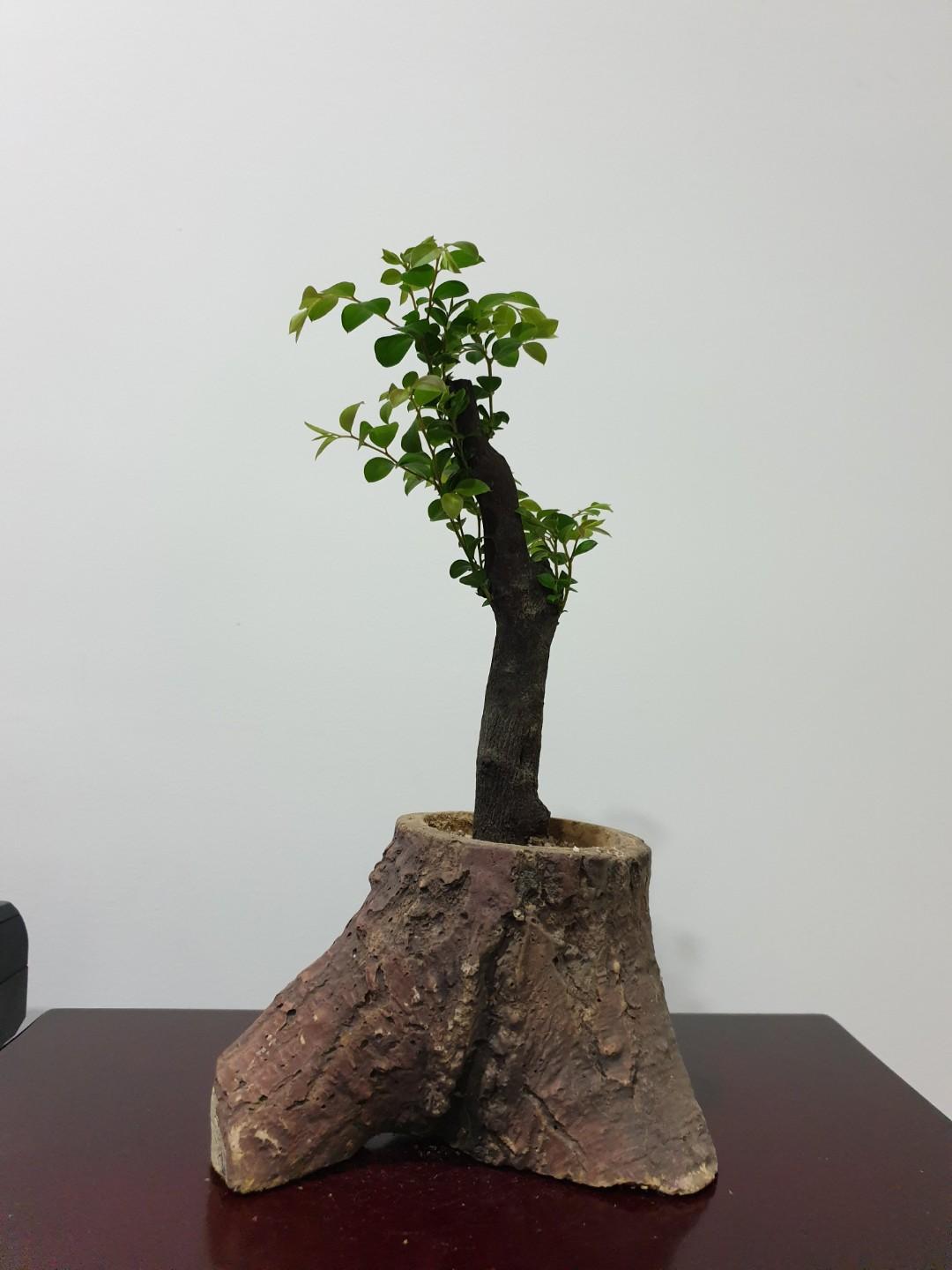Rosewood Bonsai - 小紫檀盆栽 (ND8), Gardening, Plants on Carousell
