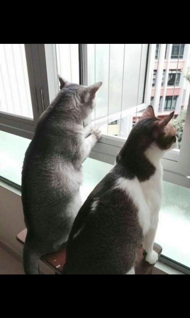Invisible Grille - cat proof62863078587649110