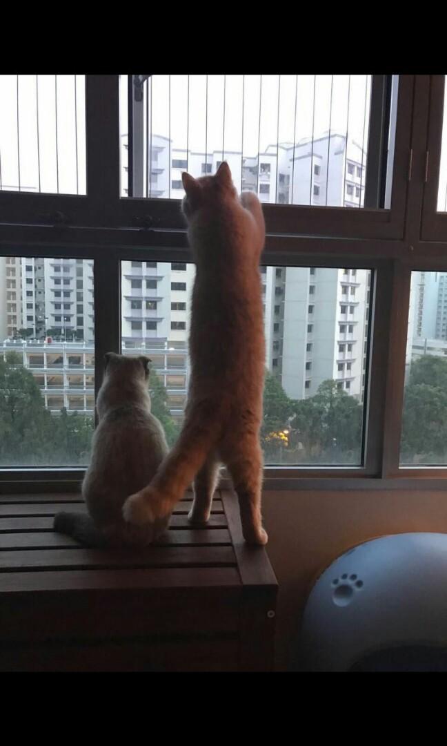Invisible Grille - cat proof62863078587649111